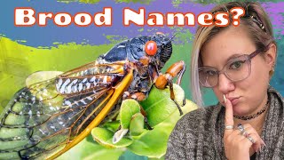 When Will Brood XI come out How Are Cicada Broods Named