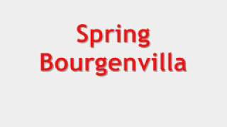 Kord lagu spring bourgenvilla