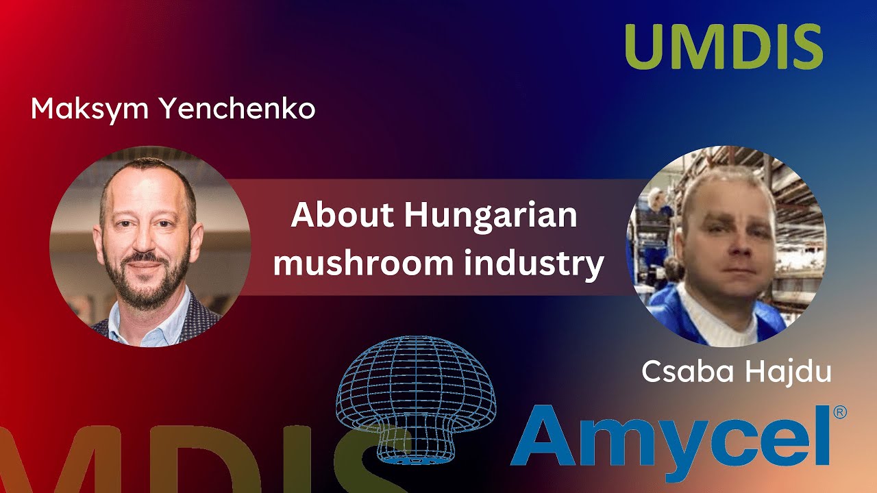 Чаба Хайду о венгерском рынке грибов