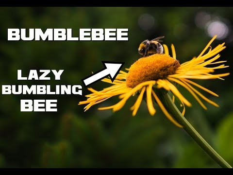 10 Bumblebee Facts - The Lazy Bumbling Bee - Animal a Day