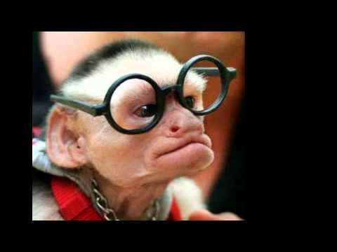 Symbiotika - Ihr seid es nicht RMX