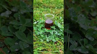 Křídlatka japonská – sběratelský botanický macerát (ultra koncentrovaný, 1:1), 50 ml