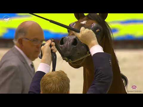 N 129 ADMIRAAL   Dubai Arabian Horse Show 2020   Colts 3 Years Old Class 11