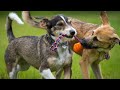 Dog Fight Bully Kutta Bully Fight Scene Dog Lover Hazara