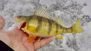 Ice Fishing one of my Favorite Lakes! - I Found the PERCH!