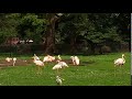 Flamingos 7 8 19 At The DETROIT ZOO MICHIGAN