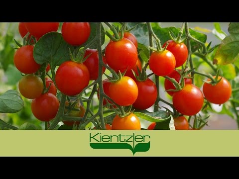 🌼 ⋆ Eigenschaften von Tomatensorten Belle f1 ⋆ Farmer
