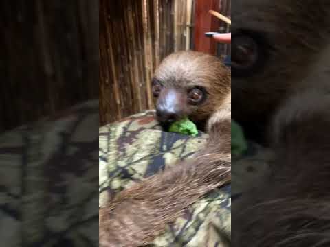 Proof sloths are dangerous