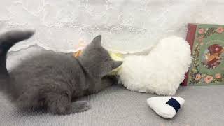 セルカークレックスの動画01