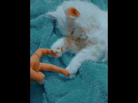 aesthetic insta dp |#aesthetic #cute #dp #instadp