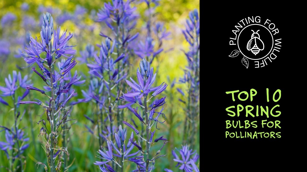 Top 10 spring bulbs for pollinators