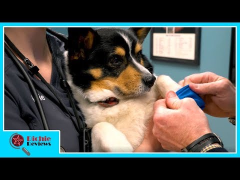 Pawz Rubber Dog Boots | Richie Reviews | Episode 1