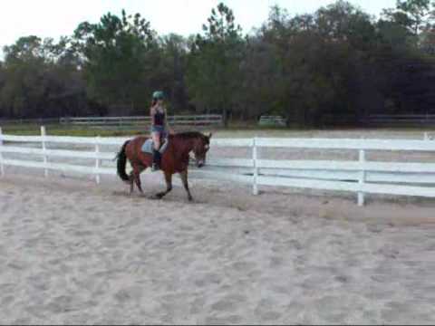 King Zs Crowned Angel "Darby" For Sale