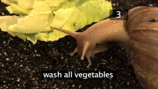 How To Care For Giant African Land Snails