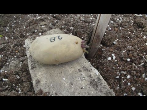 , title : 'Aardappelveredeling #60 kruisingsouders planten'