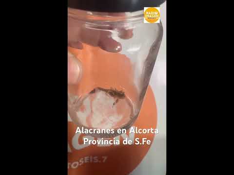 UN VECINO DE ALCORTA S.FE, visitó la radio y trajo uno de los alacranes que aparecieron en su casa