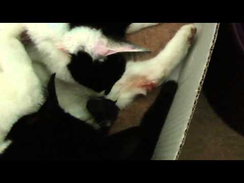 Mother Cat Helps Deliver Her Daughters Kittens