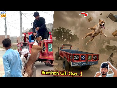 Bully Dog🐕 Badshah Ko Gaon Ly Ky Jaty Hovy Tez Toofan Mein Urh Gaya😱
