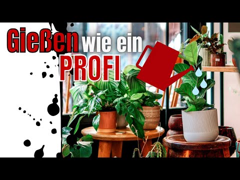 Houseplants watering like a pro with aqua control - Sus-tee vs Seramis