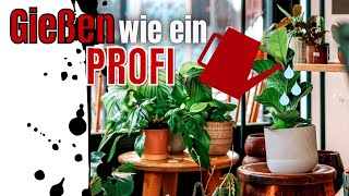 Zimmerpflanze richtig gießen - Gießanzeiger battle sus-tee vs. Seramis! NIE WIEDER WURZELFÄULE