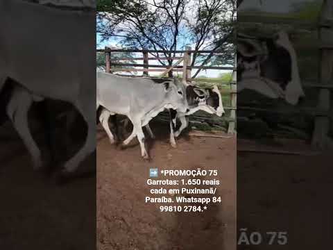 75 Garrotas: 1.650 reais cada em Puxinanã/ Paraíba. Whatsapp 84 99810 2784.*#gado