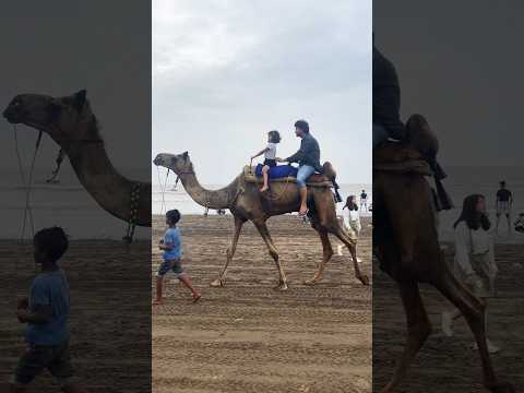 Beach vibe with camel ride😱😍#shorts #ytshort #trending #viral #vihubansal #terevaaste