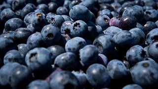Zimbabwe launches first blueberry exports to China after tariff deal