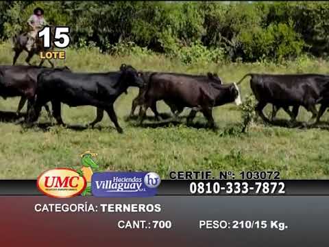 Lote 600 Terneros en Gualeguaychú, Entre Ríos