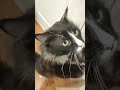 Scruffy Tuxie Thrives In Foster