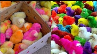 Mini Farm cute chicks Colourful Chicks  Ki Pori Shop leli 🐥 😍 World of Cute baby chicks 🐤