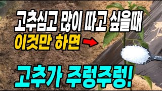 고추심고 많이 따고싶을때 이것만 하면 고추가 주렁주렁달려 대박납니다! 걱정없이 다수확!