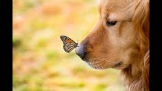 Emerson Lake & Palmer A Blade of Grass.