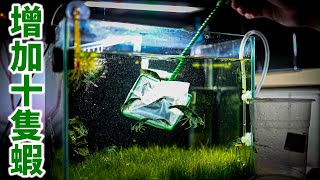 我新增了十隻綠色米蝦 | 從孔雀魚工作室買的!? | I add some GREEN shrimps | 4K video
