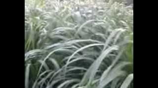 preview picture of video 'Grass grown by Organic Manure for Milking Cows'