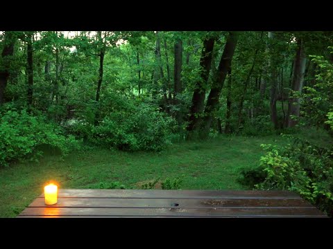 Dawn Chorus - Birds Singing like there is no Tomorrow