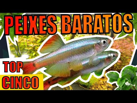 🔴TOP 5 CHEAPEST FISHES FOR AQUARIUMS |Mr. Betta|