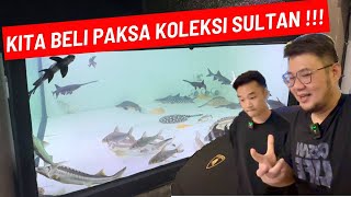 NEKAT ‼️ BELI PAKSA KOLEKSI IKAN PREDATOR LANGKA SULTAN BANDUN !! SUPER RARE DAN BERGIGI TAJAM GANAS