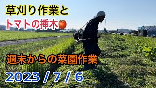 草刈り作業・トマトの挿木など週末からの菜園作業