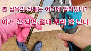 봄철 삽목의 성패는 어디에 달려있나? 이거 안 되면 절대 뿌리 안 난다. (삽목 요령, 삽목 방법, 녹지삽목…