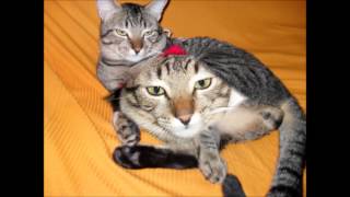 Gato Tobias (História de uma gata-Vanessa da Mata).