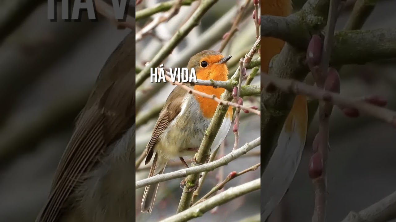 Dia Mundial da Árvore e das Florestas