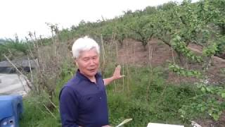 (귀농) 두릅 1500평 수입 얼마?  (괜찮은 수입 !)