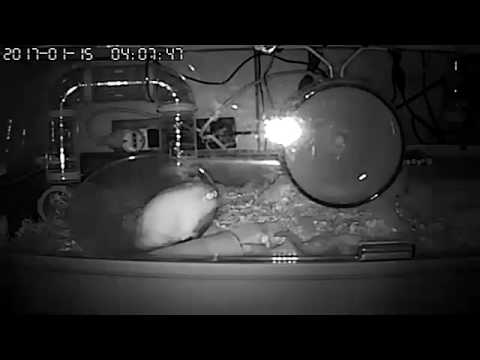 Rhum di notte (IR + Motion Detection) 15/01/2017