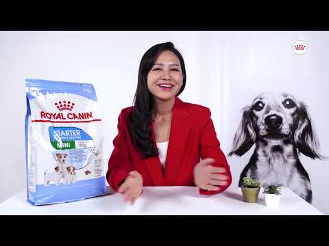Royal Canin Mini Starter Dog Food