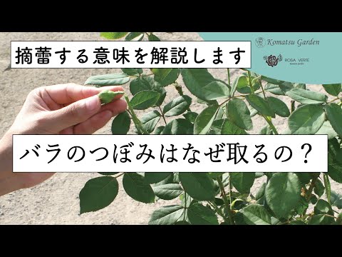 6月の花には何を植えますか