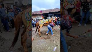 Download lagu momen atraksi kuda silat saat mau di tidurin #shotrs #shortvideo #viralvideo mp3