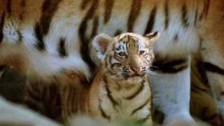 &quot;Somehow I&#39;ll Find My Way Home&quot; - Tribute to All Lightworkers