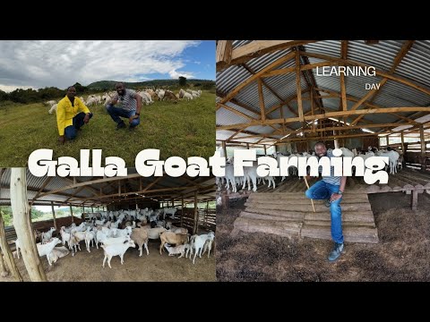 300 plus Galla Goat Farming in Tranzoia, Inspiration vlog.