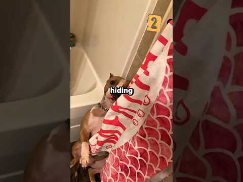 Dogs Are Too Good at Hide and Seek 😂🐶 #shorts #dog