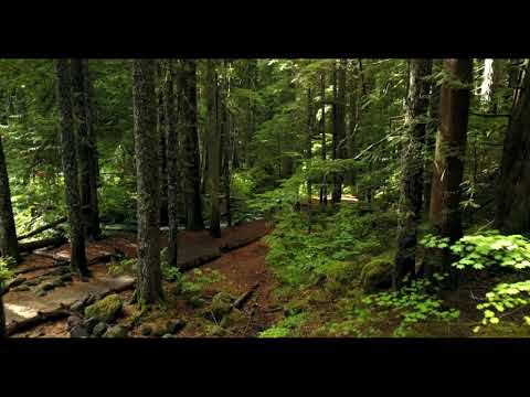 Kaucer feat. Zetena  - Wolałbym stracić głos  (Zetena rmx)